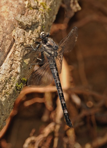 Female
31 May 2009  NC